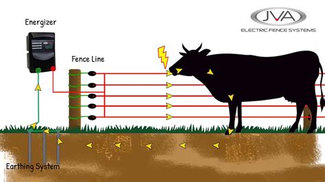 How Many Volts in an Electric Fence: And Why Do Cows Seem to Enjoy the Shock?